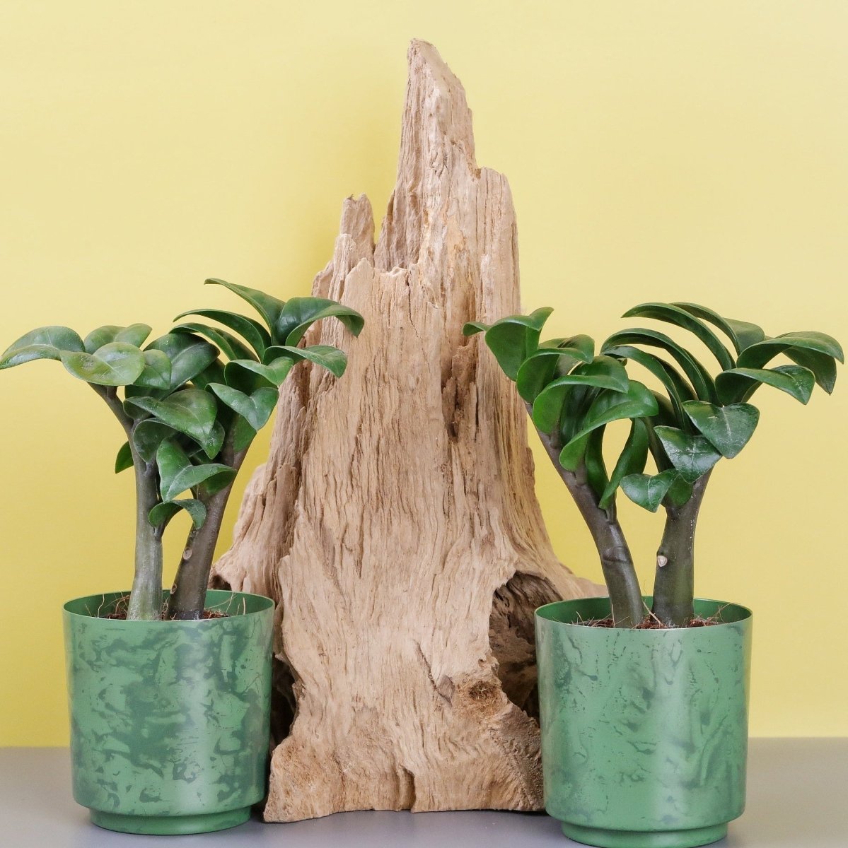 Zamioculcas zamiifolia Zenzi – kompakte Glücksfeder