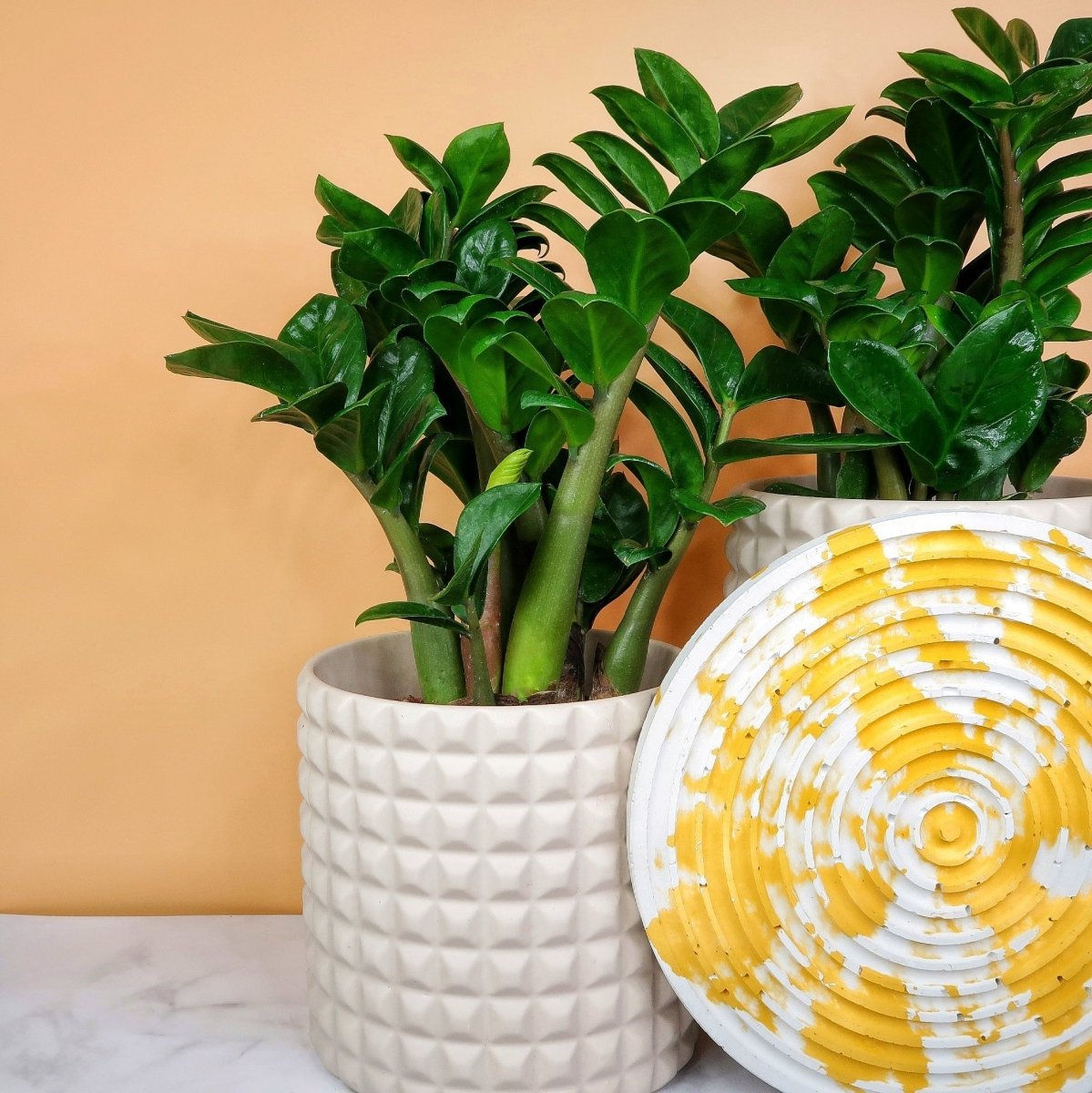 Zamioculcas Zenzi – tiefgrünes, glänzendes Blattwerk