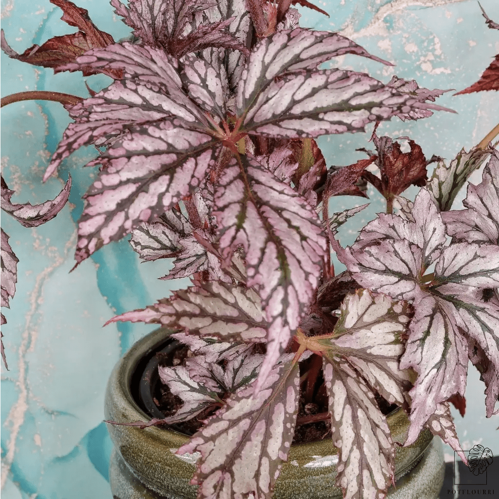 Begonia Benitochiba, Topfdurchmesser 14 cm