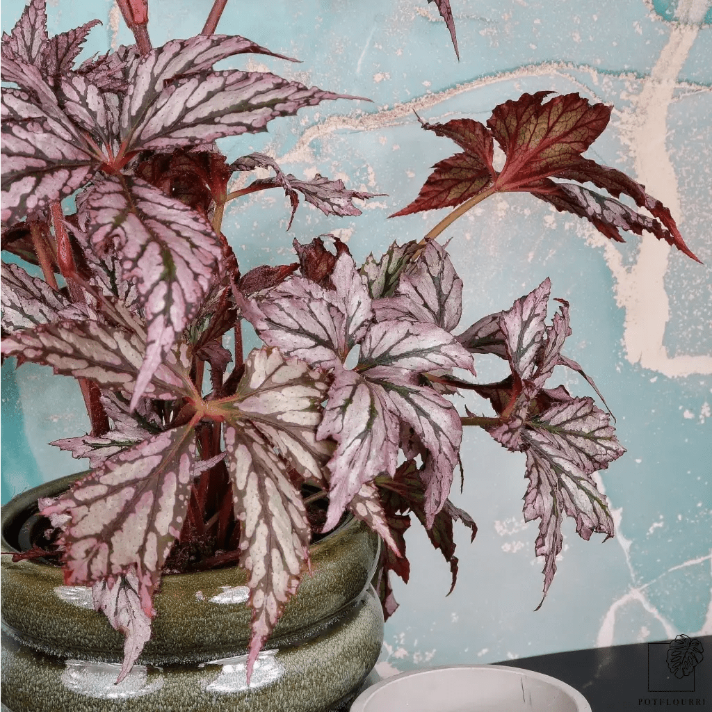 Begonia Benitochiba – einzigartige Blattstruktur