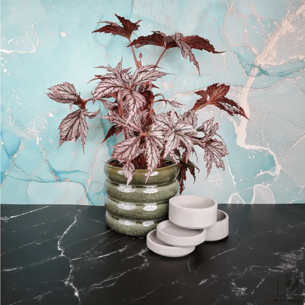 Begonia Benitochiba – Zimmerpflanze mit silber-rosa Blättern – potflourri
