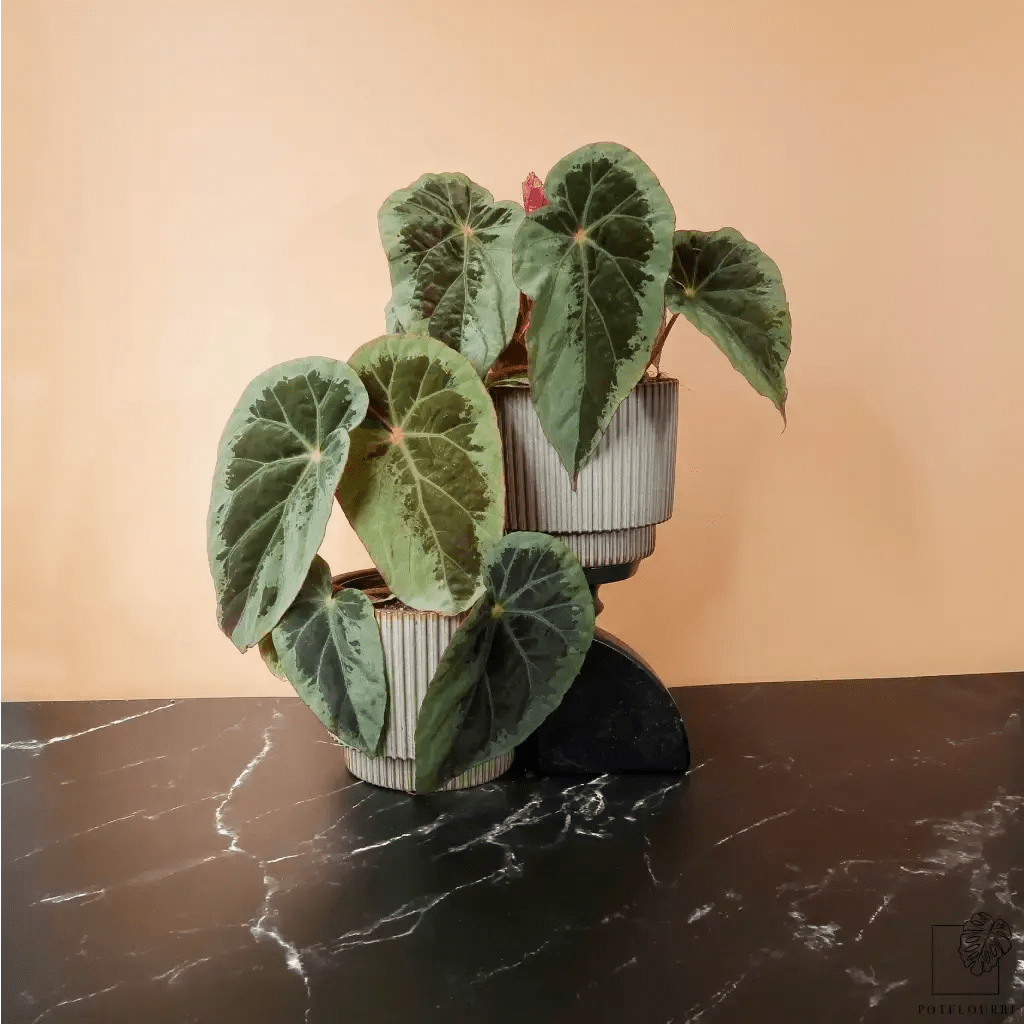 Begonia Burkillii Silver Edge – kompakte Zimmerpflanze – potflourri