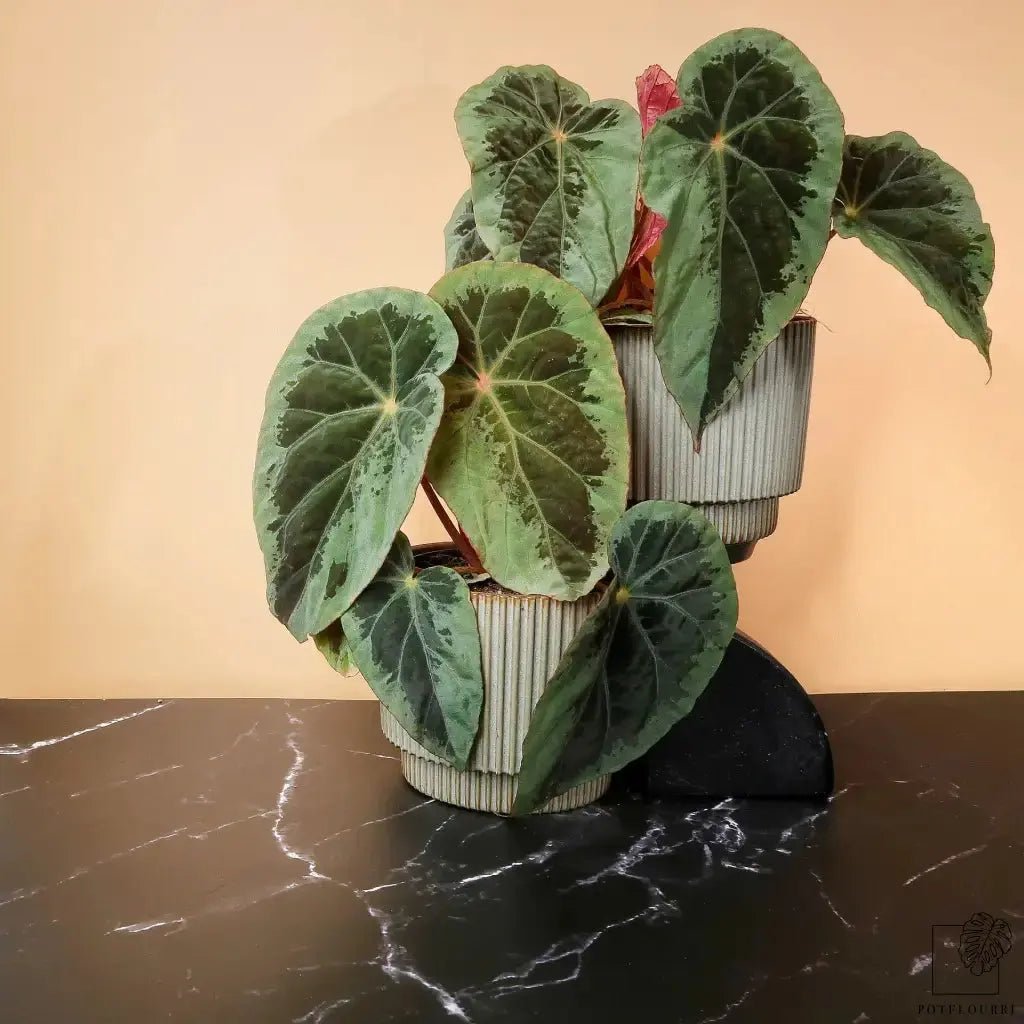Begonia Burkillii Silver Edge mit grün-marmorierten Blättern