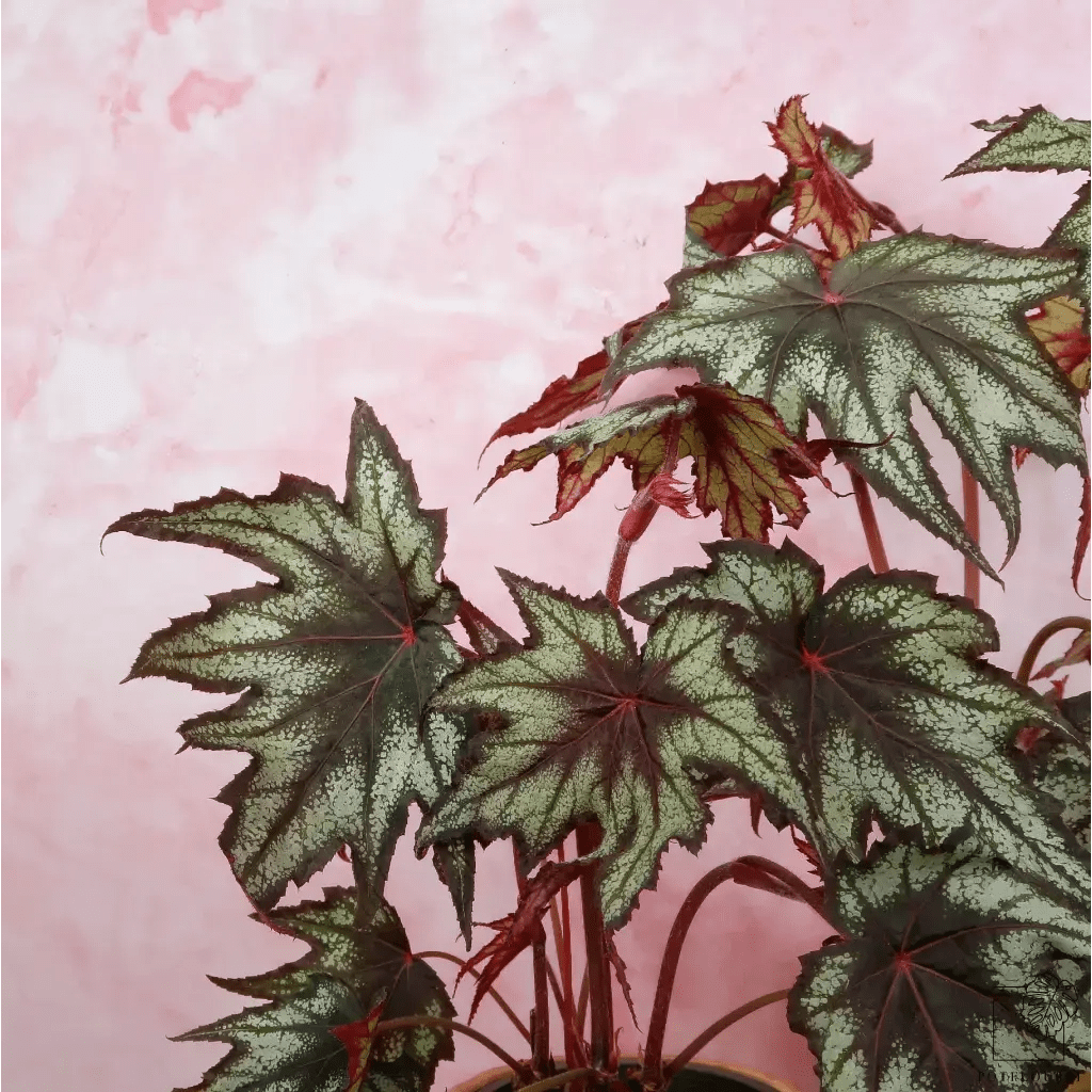 Begonia Little Brother Montgomery – einzigartige Blattfärbung