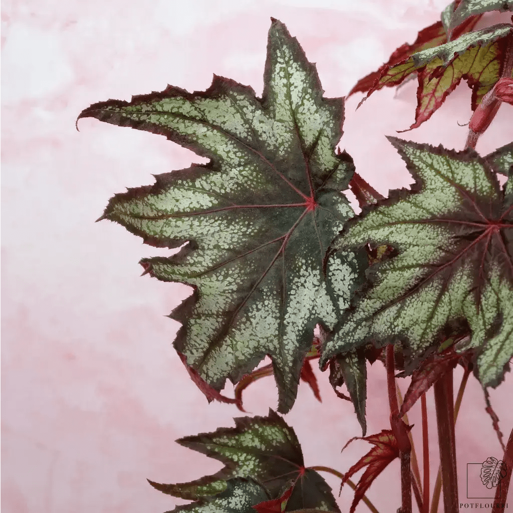Begonia Little Brother Montgomery – roter Blattkontrast