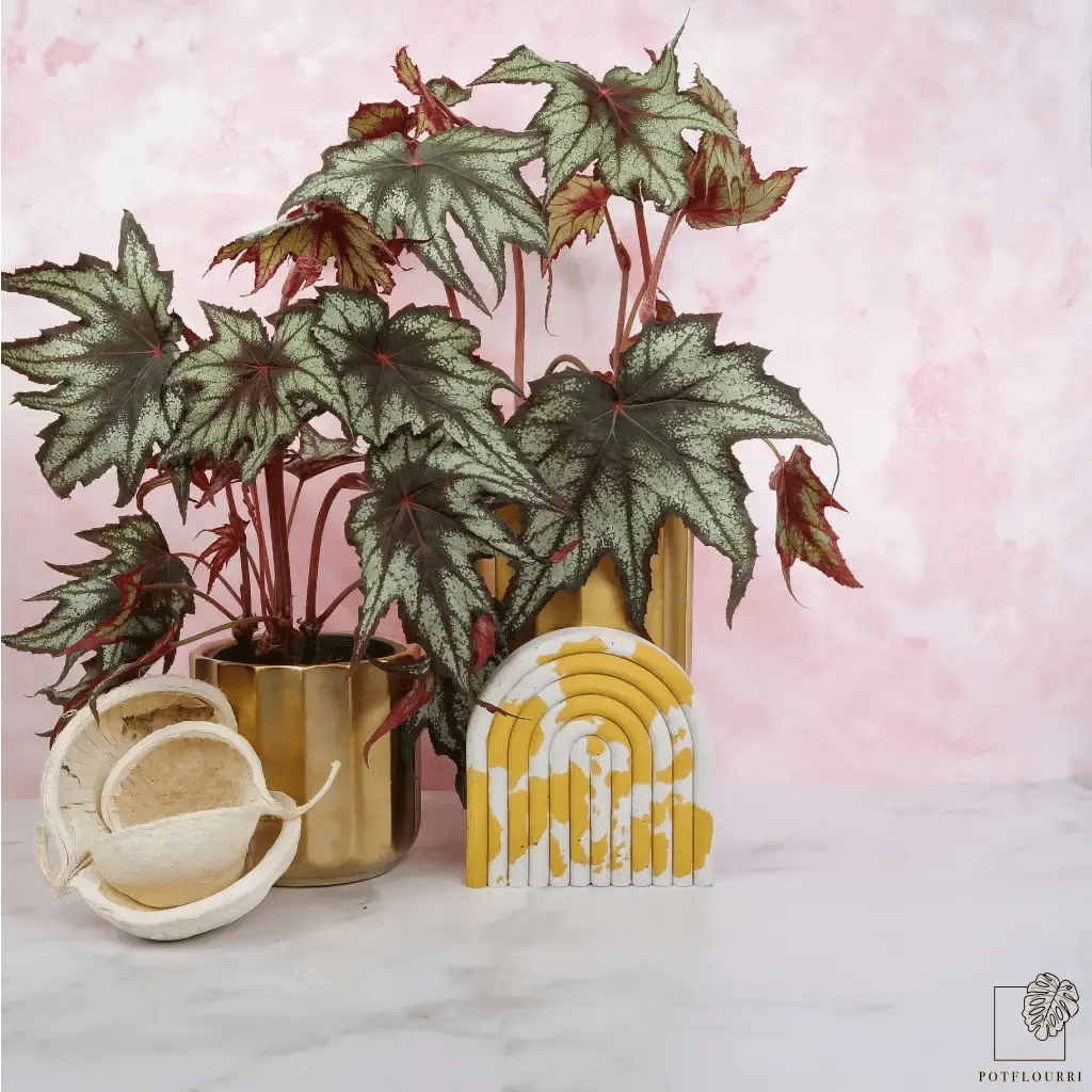 Begonia Little Brother Montgomery mit grün-silber-marmorierten Blättern