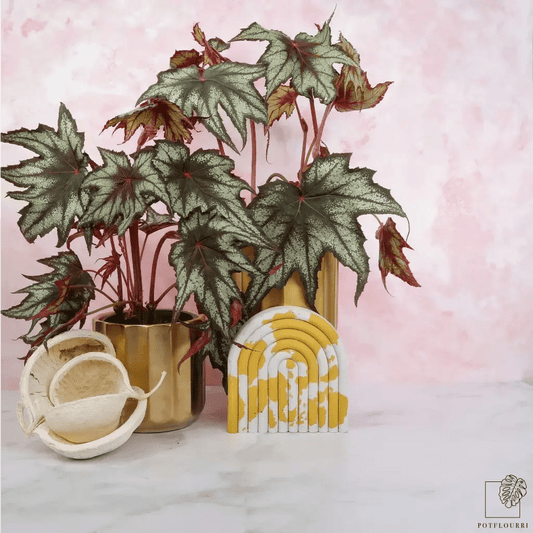 Begonia Little Brother Montgomery – kompakte Zimmerpflanze – potflourri