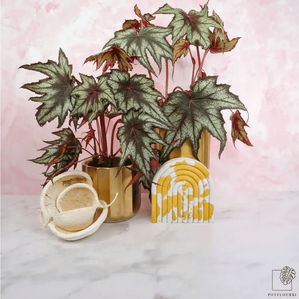 Begonia Little Brother Montgomery – kompakte Zimmerpflanze – potflourri