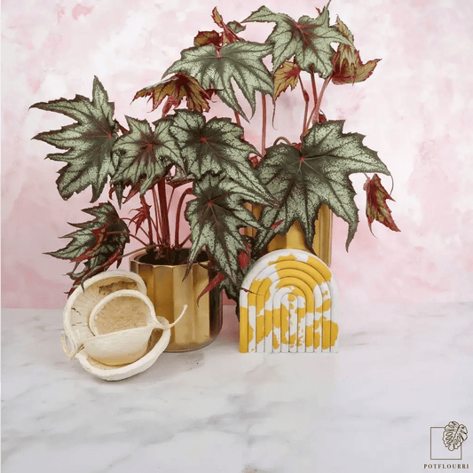 Begonia Little Brother Montgomery – kompakte Zimmerpflanze – potflourri