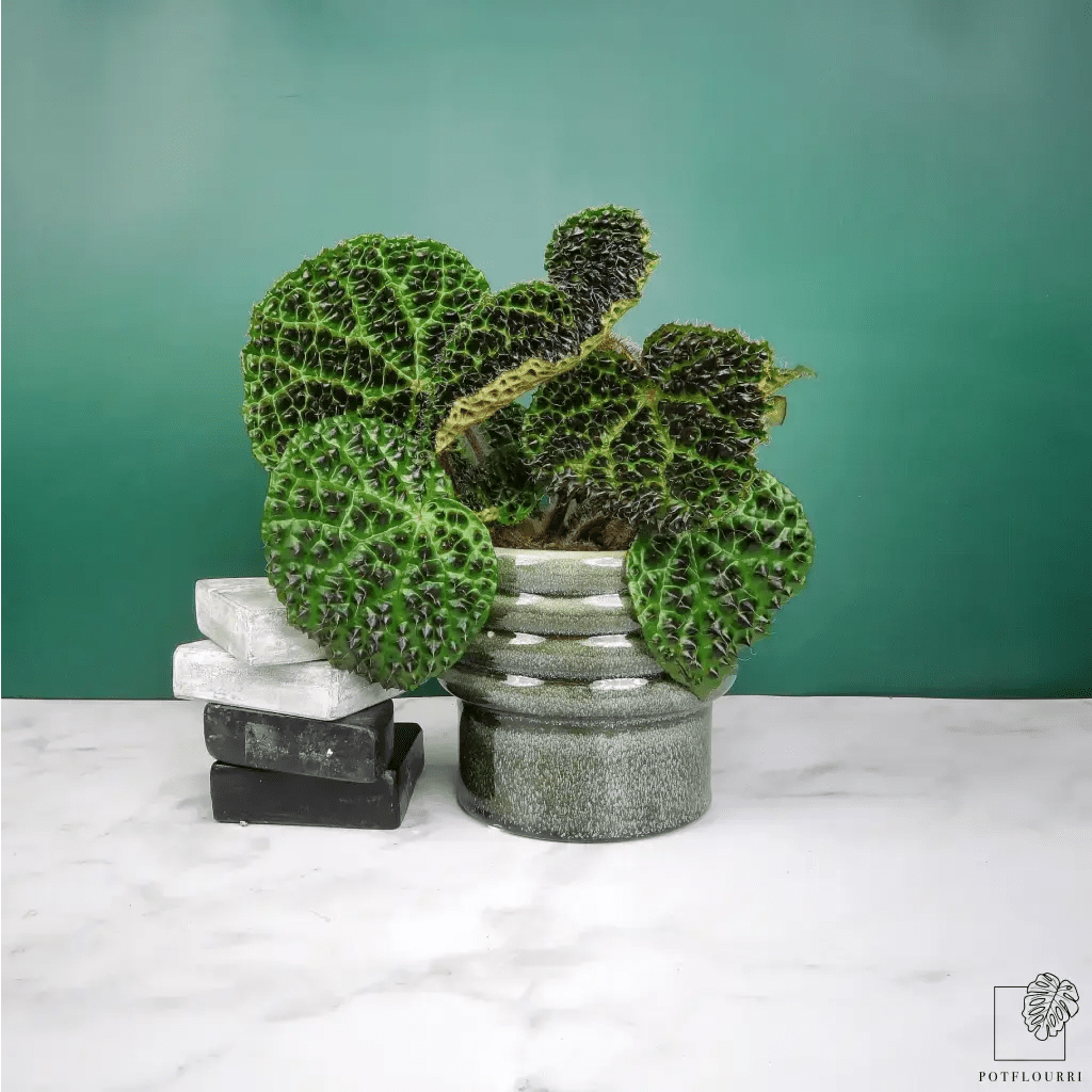 Begonia Melanobullata – kompakte Zimmerpflanze – potflourri