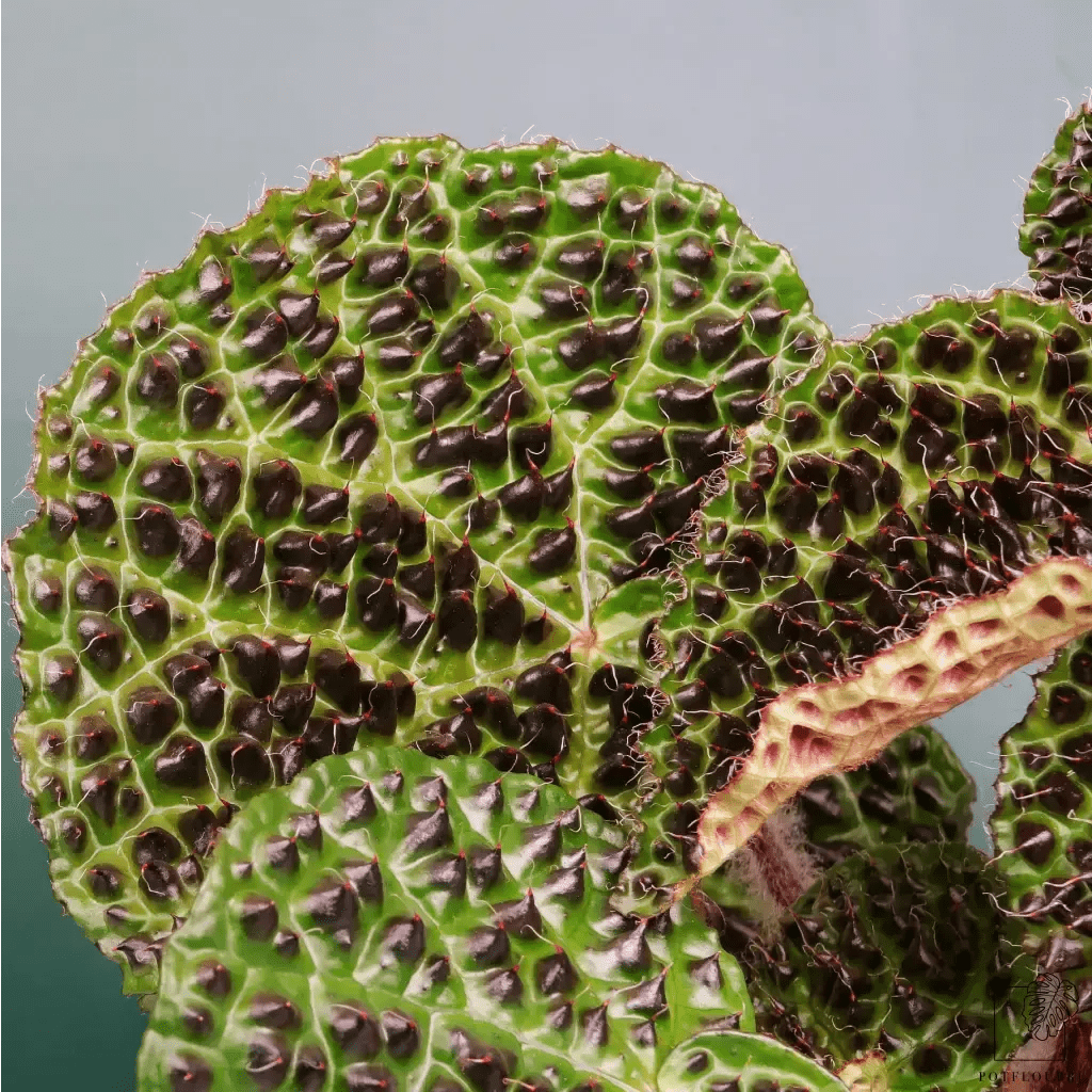Begonia Melanobullata – einzigartige Blattstruktur und Färbung