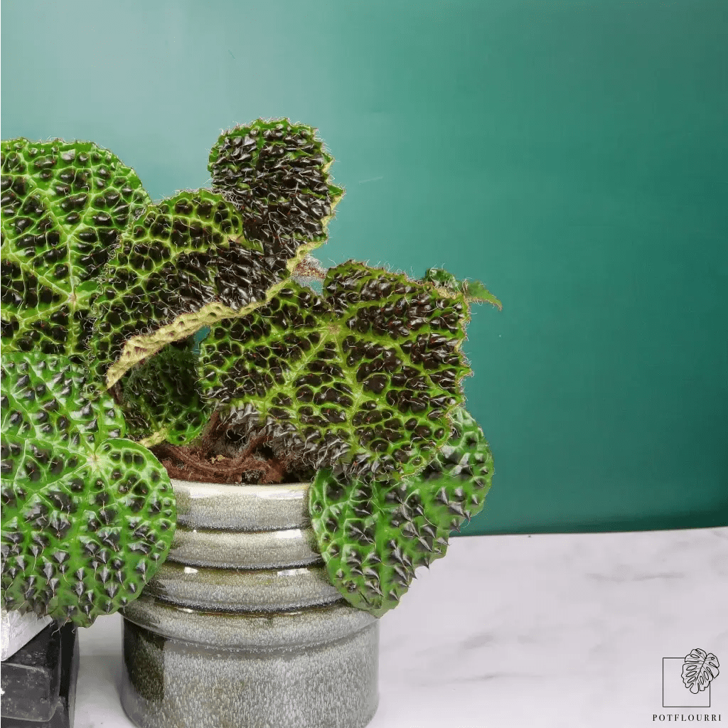 Begonia Melanobullata – markante schwarze Blattzeichnung