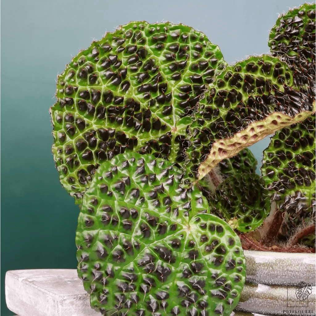 Begonia Melanobullata – behaarte, strukturierte Blätter