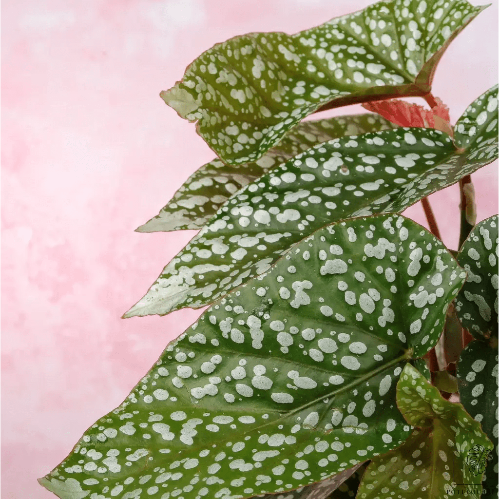 Begonia Snowcap – hängender Wuchs möglich