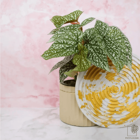 Begonia Snowcap – Zimmerpflanze mit grün-weißen Blättern – potflourri