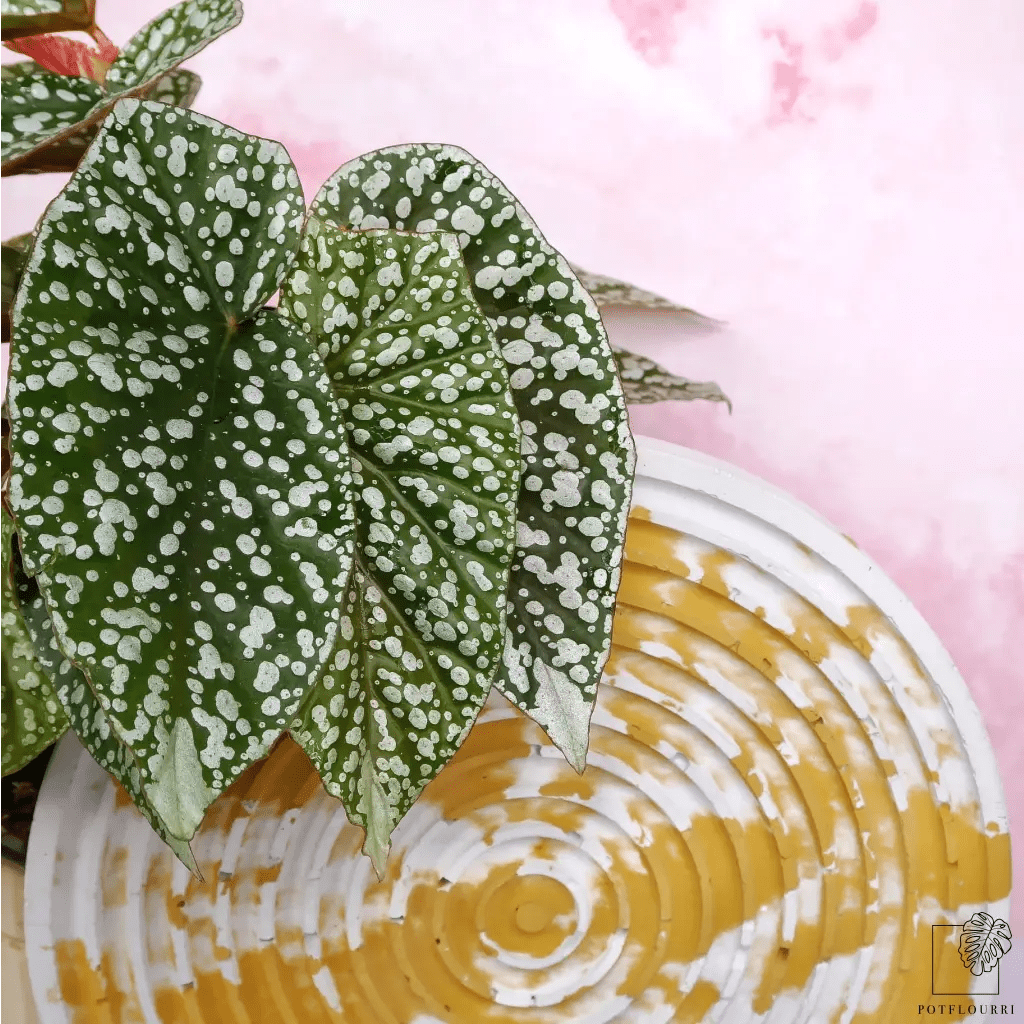 Begonia Snowcap – einzigartige Blattstruktur