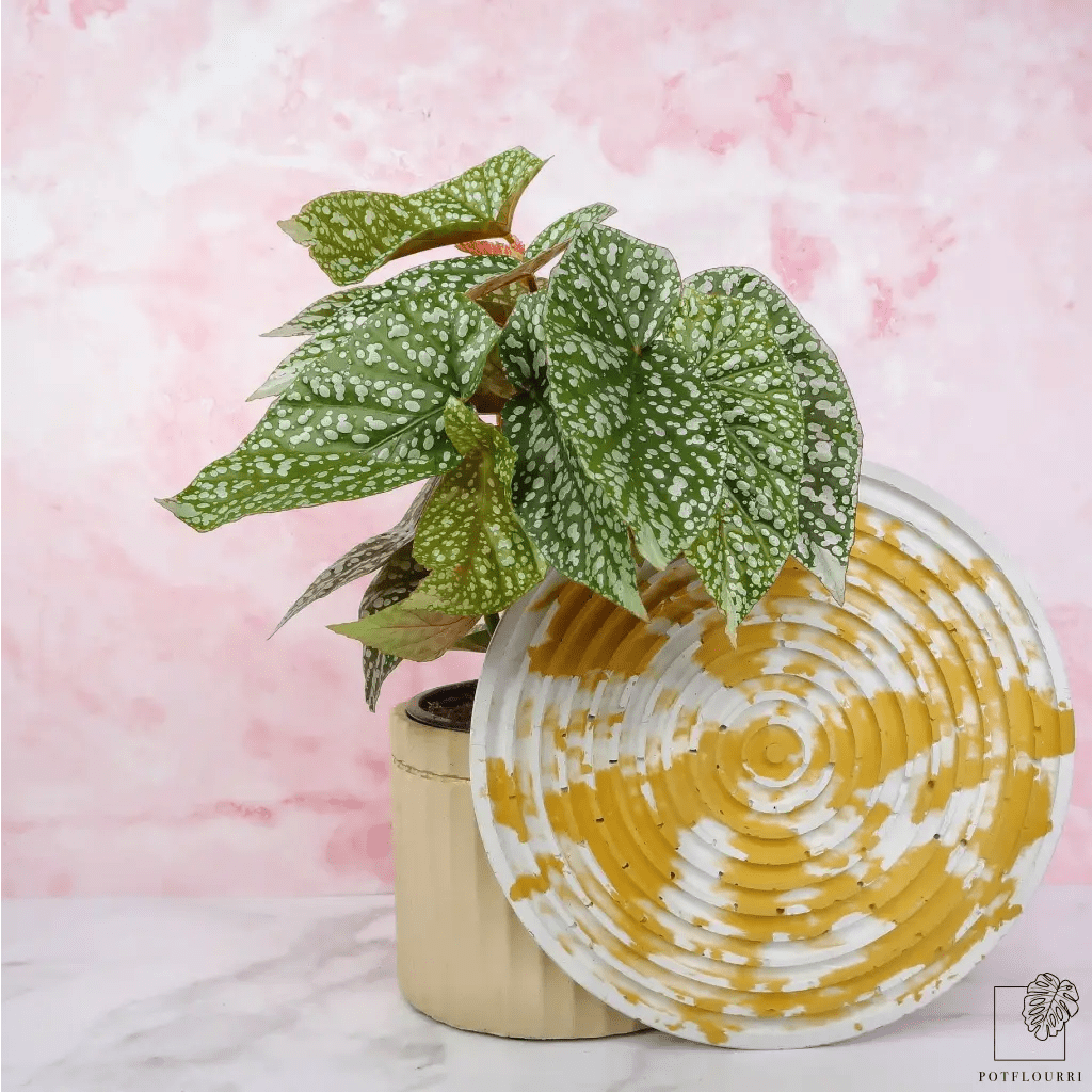 Begonia Snowcap – Zimmerpflanze mit grün-weißen Blättern – potflourri