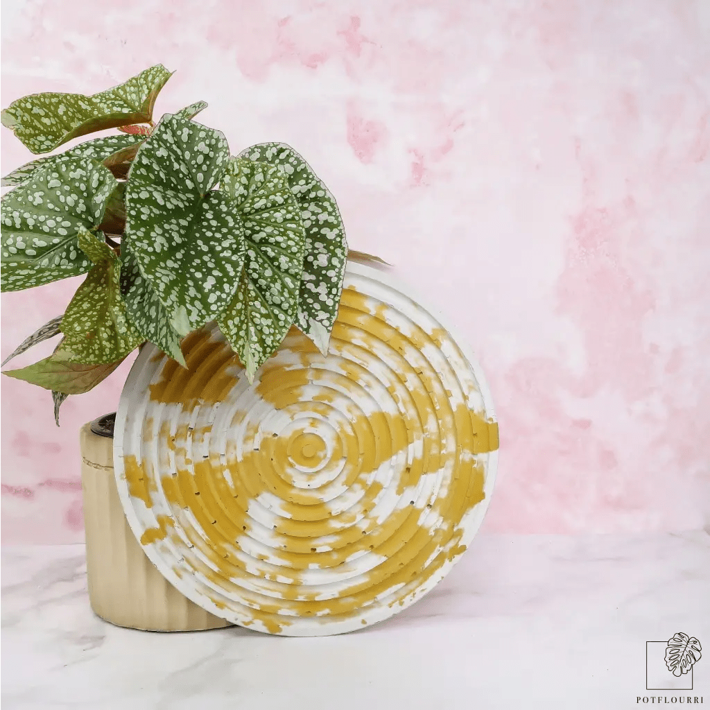Begonia Snowcap, kompakter, rankender Wuchs