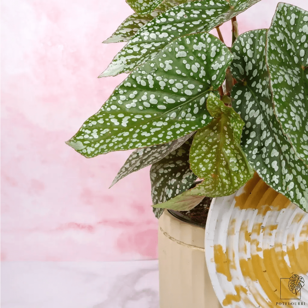Begonia Snowcap, Höhe 35 cm