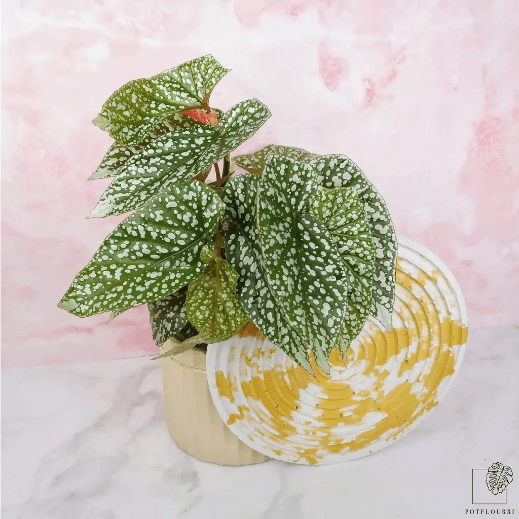 Begonia Snowcap, Topfdurchmesser 14 cm