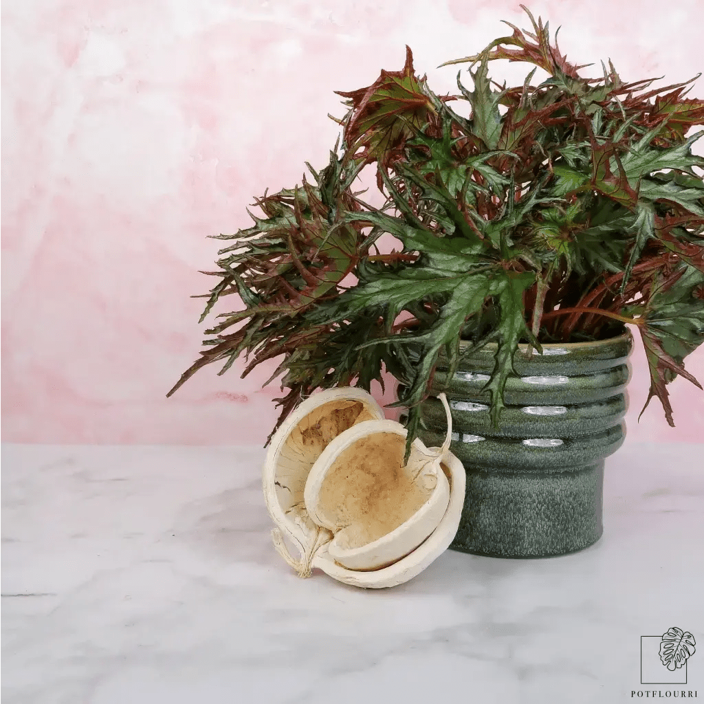 Begonia U614 mit grün-marmorierter Blattoberfläche