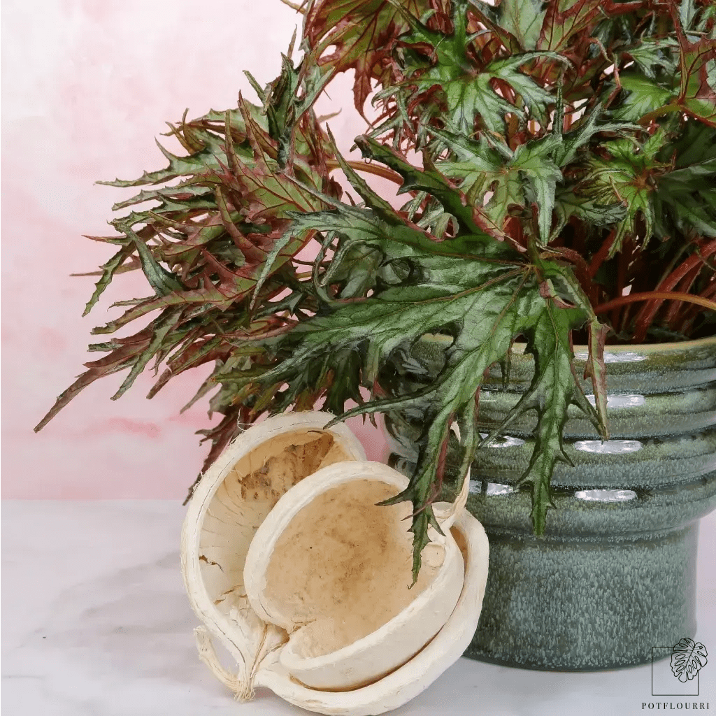 Begonia U614 – roter Blattkontrast