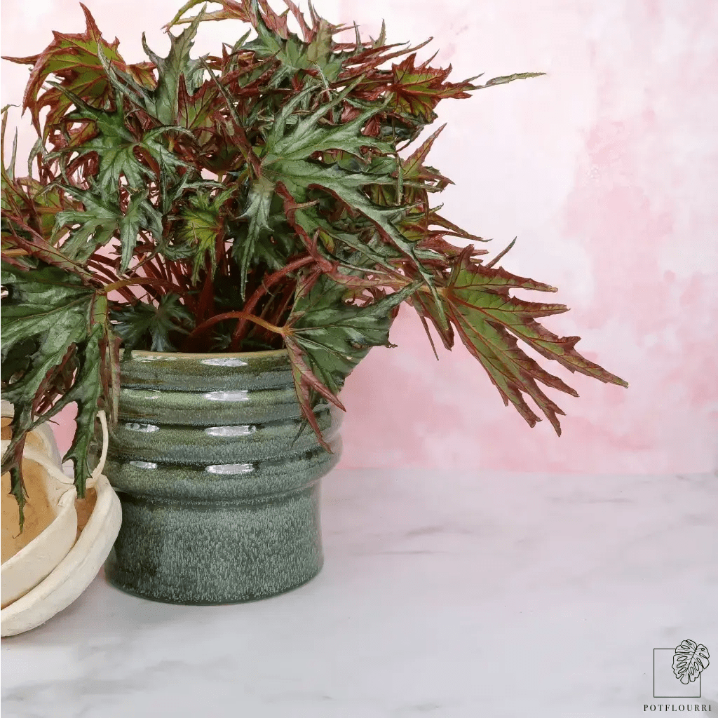 Begonia U614 – einzigartige Blattstruktur und Färbung