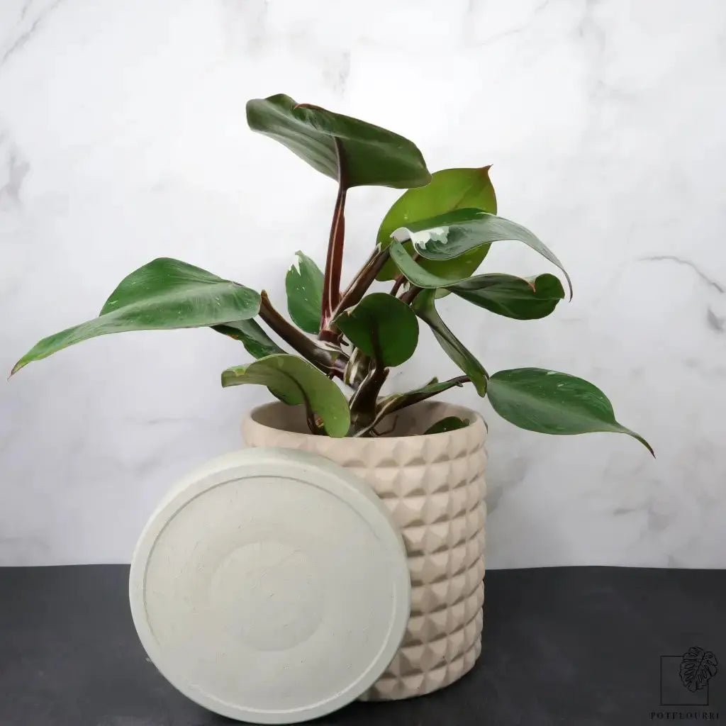Philodendron White Knight – seltenes Sammlerstück – potflourri