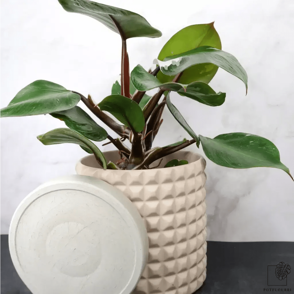 Philodendron White Knight – auffällige Panaschierung