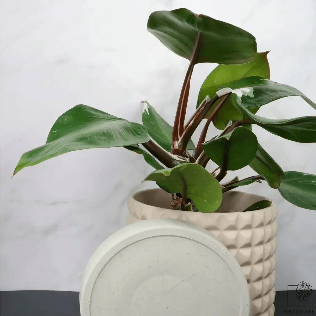 Philodendron White Knight mit weiß panaschierten Blättern