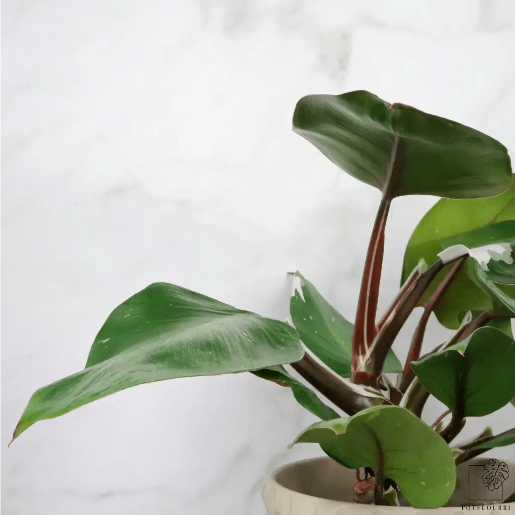 Philodendron White Knight – markante tiefrote Stiele