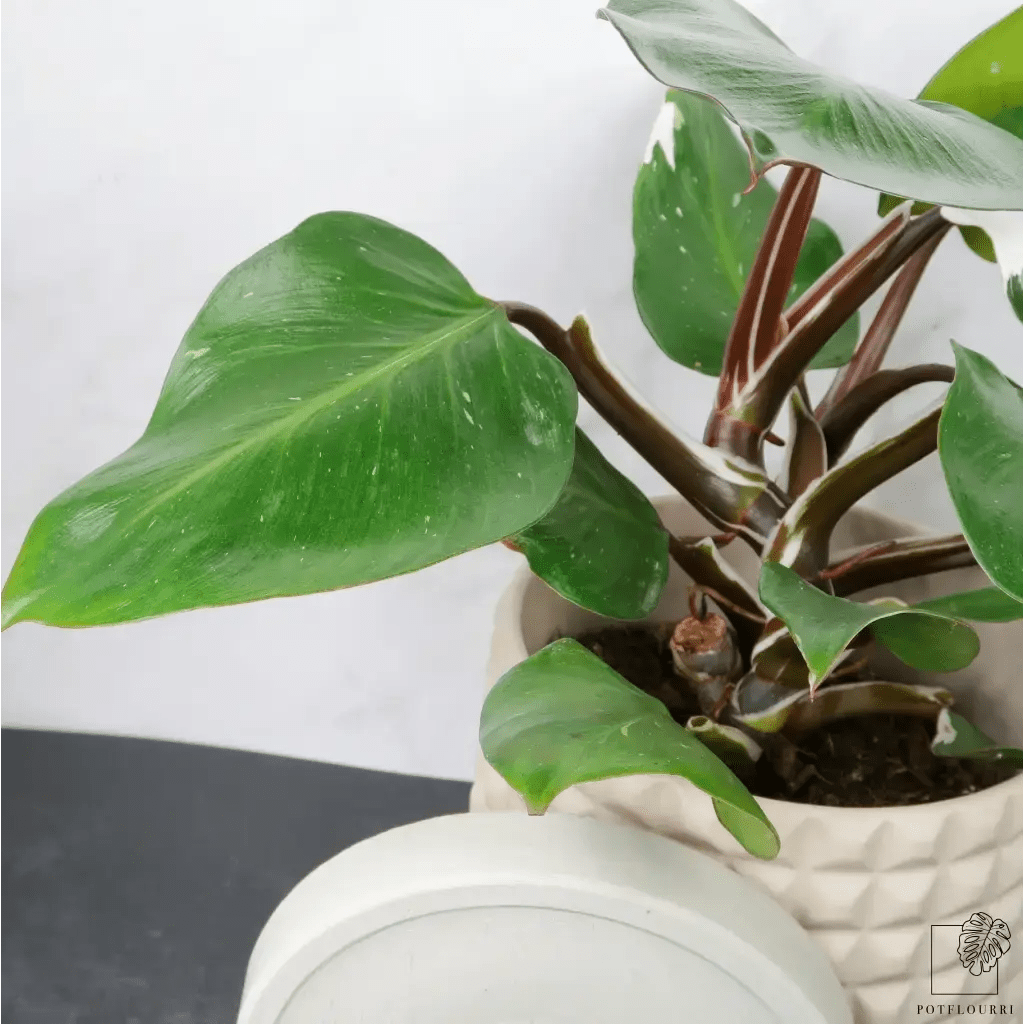 Philodendron White Knight – unverwechselbare Blattform